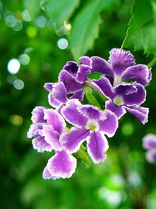 <i>Duranta</i> Genus of flowering plants