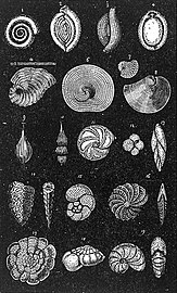 Calcareous Foraminifera