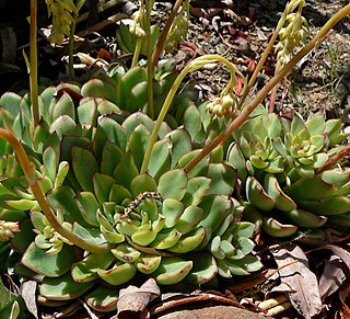 <i>Echeveria pulidonis</i> Species of succulent