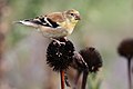 * Nomination American goldfinch --Cephas 12:15, 14 March 2023 (UTC) * Promotion Good quality. --Peulle 12:42, 14 March 2023 (UTC)