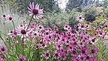 Flowering plants in cultivation Echinacea tennesseensis JBM.jpg