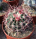 Miniatura para Echinocactus parryi