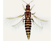 Echinothrips americanus is only about 1 mm long.