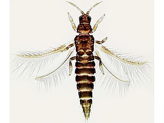 <i>Echinothrips americanus</i> Species of thrip