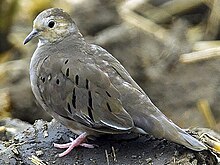 Ecuadorian Ground-Dove S4E7911 2-transformed.jpeg