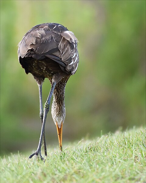 File:Edit limpkin Sweetwater Wetlands PArk 4. 17.19 DSC 0355.jpg