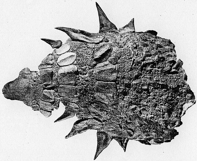 Edmontonia rugosidens