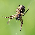 Gartenkreuzspinne Araneus diadematus?