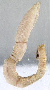 The hemichordates are among the many marine animals with hydrostatic skeletons and peristaltic locomotion. Eichelwurm (cropped).jpg