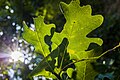 * Nomination Oak leaves at the "Banana Lake" in Garstadt bird protection area nature reserve --Plozessor 05:04, 12 March 2024 (UTC) * Promotion  Support Good quality. Crop at the top could be better, but acceptable. --XRay 05:39, 12 March 2024 (UTC)