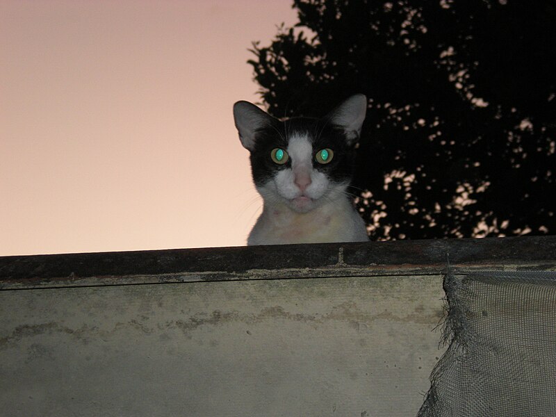 File:El gato staring.jpg