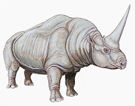 Απεικόνιση του ρινόκερου του Καυκάσου