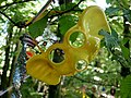 Elephant mask affixed to the fairy tree in Bexley Woods, Bexley.