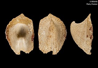 <i>Emarginula christiaensi</i> Species of gastropod