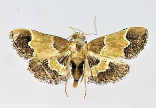 <i>Endotricha luteogrisalis</i> Species of moth