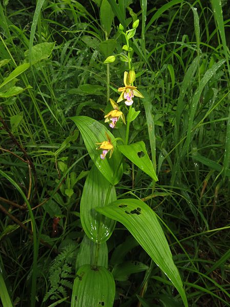 File:Epipactis thunbergii 3.JPG