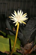 Thumbnail for Epiphyllum phyllanthus