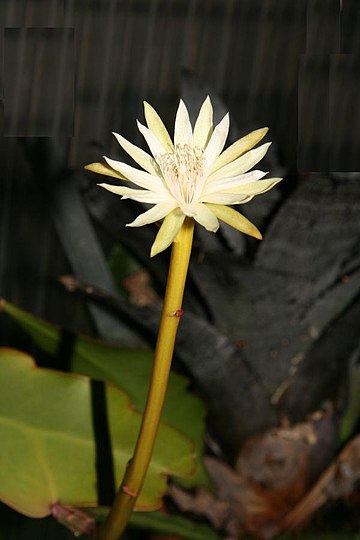 File:Epiphyllum phyllanthus in Blüte.jpg