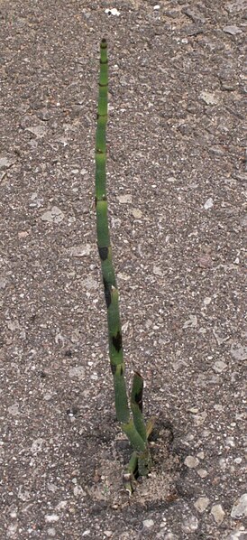 File:Equisetum hyemale+asphalt.jpg