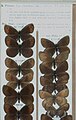 Museum specimens. Erebia pronoe Langham and Wheeler collection.Ulster Museum.