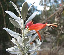 Eremophila glabra 'Murchison Magic' Eremophila glabra Murchison Magic.jpg