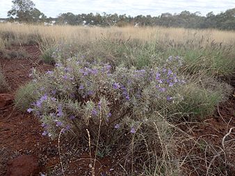 E. margarethae growing at Ophthalmia Dam near Newman Eremophila margarethae (habit).jpg