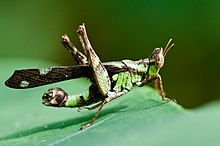 Erianthus versicolor - Spot monkey grasshopper.jpg