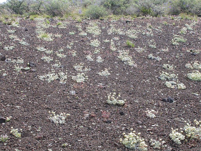 File:Eriogonum ovalifolium depressum (4395270974).jpg