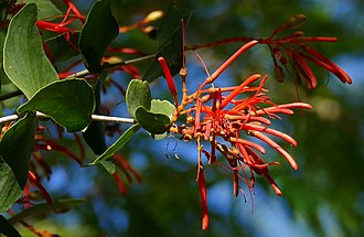 Psittacanthus calyculatus Erva de Passerinho (Psittacanthus calyculatus) (28084169611).jpg