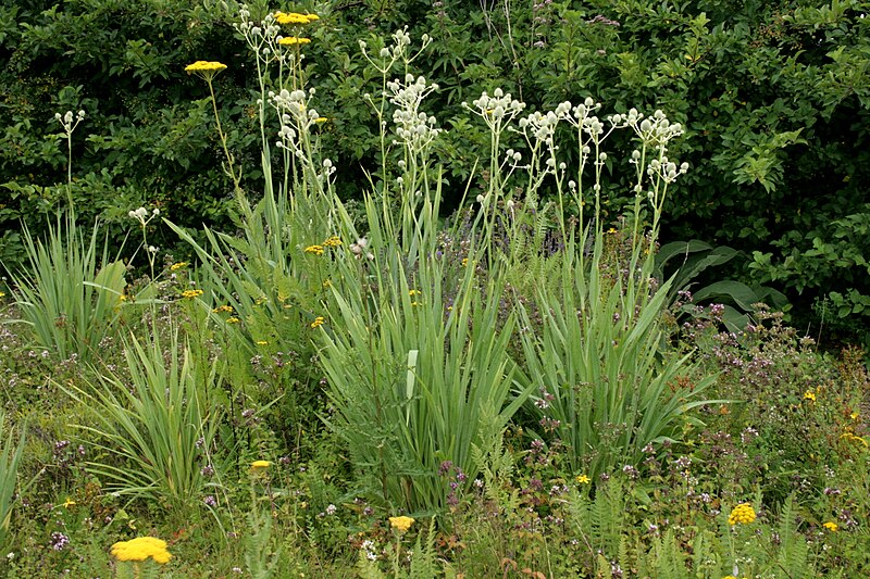 File:Eryngium-agavifolium-habitus.JPG