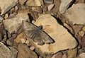 Erynnis tages Dingy Skipper Paslı Zıpzıp