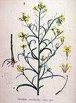 Erysimum canescens - Flora Batava - Volume v19. jpg