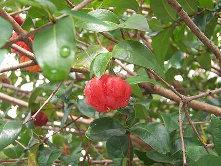 Tập_tin:Eugenia_uniflora_fruit.JPG