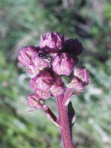 Eupatorium macrocephalum02.jpg