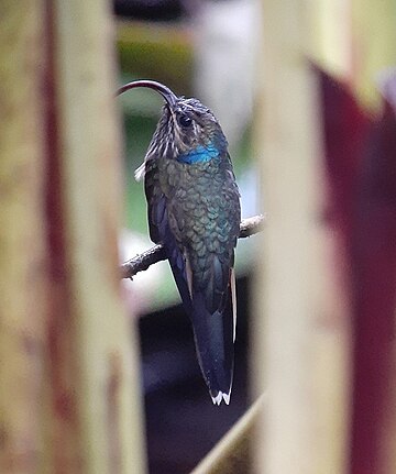 Ruskokoukkukolibri