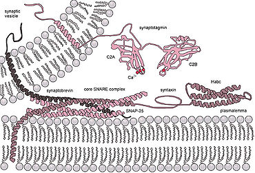 Diagram of the action of SNARE proteins docking a vesicle for exocytosis. Complementary versions of the protein on the vesicle and the target membrane bind and wrap around each other, drawing the two bilayers close together in the process. Exocytosis-machinery.jpg