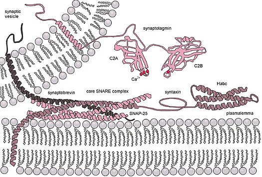 Molecular machinery driving exocytosis in neuromediator release. The core SNARE complex is formed by four a-helices contributed by synaptobrevin, syntaxin and SNAP-25, synaptotagmin serves as a Ca sensor and regulates intimately the SNARE zipping. Exocytosis-machinery.jpg