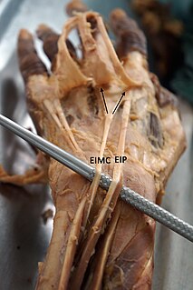 Extensor indicis et medii communis muscle