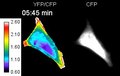 File:F-actin-rich-contractile-endothelial-pores-prevent-vascular-leakage-during-leukocyte-diapedesis-ncomms10493-s10.ogv