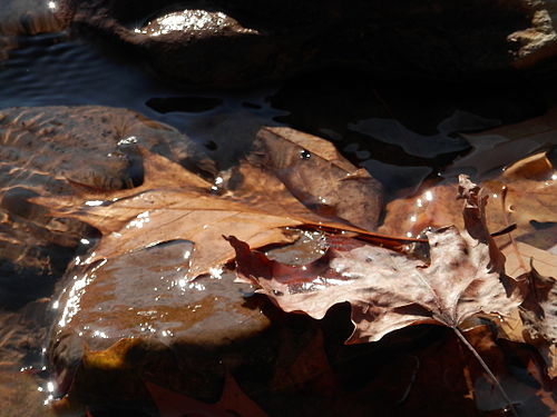 Fallen Leaves in Water