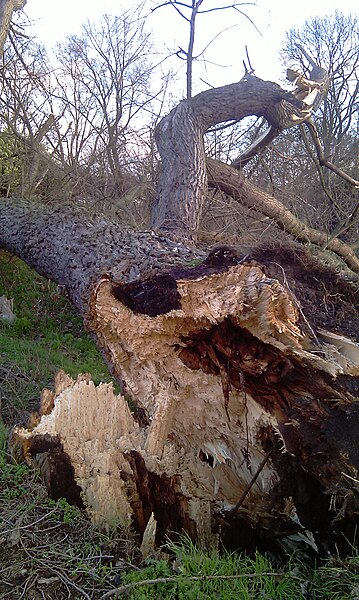 File:Fallen poplar - Black Patch Park, Smethwick (6646711729).jpg