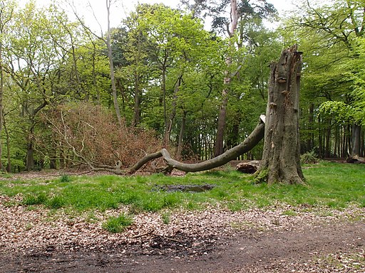 Fallen tree in Bow Brickhill Park - geograph.org.uk - 2953014