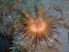 False Fire Urchin (20 cm).png