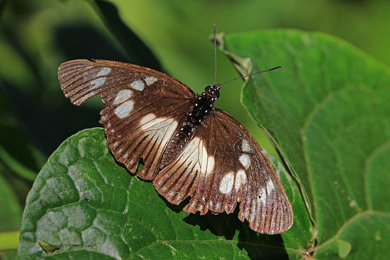 File:False chief (Pseudacraea lucretia protracta) female.jpg