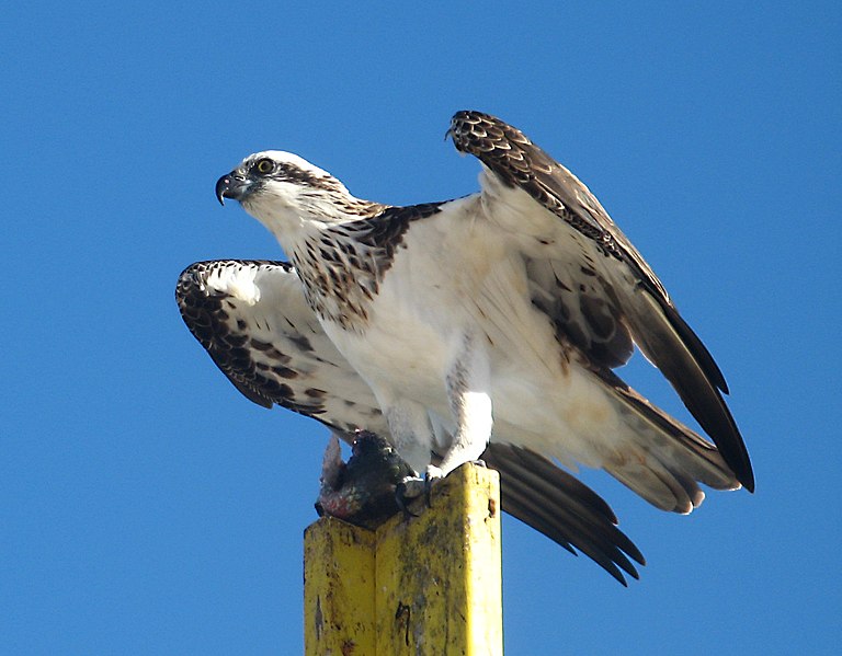 File:Female Pandion.jpg