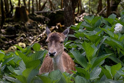 Female fallow dear (Dama dama), Reserva Florestal de Pinhal da Paz, São Miguel Island, Azores, Portugal