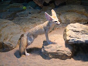 Fennec Fox (Vulpes zerda) Wilhelma Zoo-8.jpg