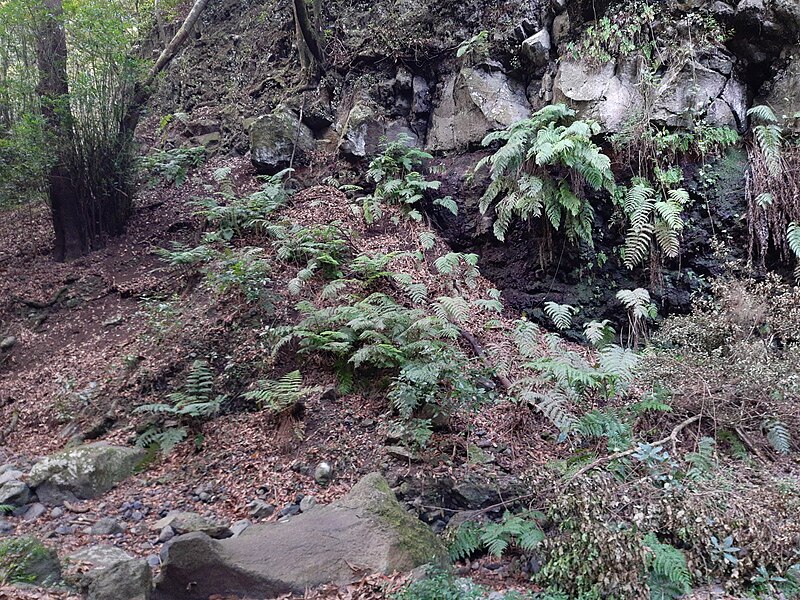 File:Ferns on rocks in Barranco de Galga, La Palma.jpg