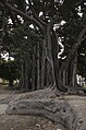 Großblättrige Feige (Ficus macrophylla subsp. columnaris), Piazza Marina, Palermo