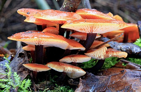 Flammulina velutipes